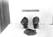 Elephant teeth found in Alaska by Senator Darby.
