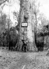 The Senator in Seminole County - Longwood, Florida