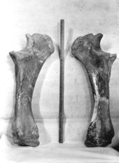 View from inside of right and left ulnae of the mastodon from Wakulla Springs