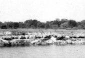 Fort Thompson Formation at Fort Thompson near LaBelle north side of the Caloosahatchee River
