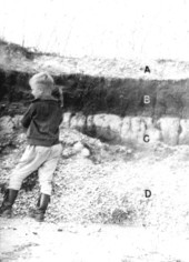 Upper layer of the Fort Thompson Formation overlain by Recent sands and marls