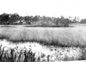 Pond in Martin County