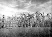 Cypress stand and marl prairie near Deep Lake