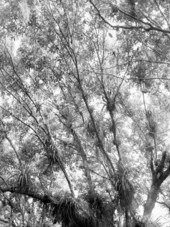 Oak covered with air plants in Matheson Hammock
