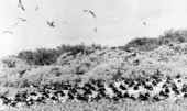 Nesting sooty terns on Bush Key at the Tortugas Keys