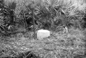 Ellicott's Mound - Okefenokee Swamp