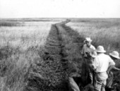 Tractor trail through saw-grass marsh - south of Clewiston in the Everglades