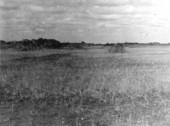Hillsborough lake and slough area of the Everglades