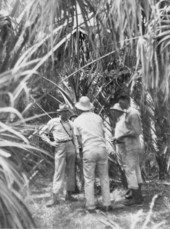 Geologists taking soil samples from interior of cabbage-palm hammock