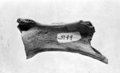 Scapula from a deer found at Vero