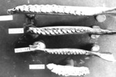 Top view of mandibles and a maxilla of extinct horses