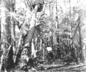 Lowering the tree with the giant nest of yellow jackets