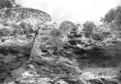Miami oolite on Bayshore Drive - Silver Bluff, Florida.