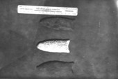 Beveled artifacts found in Florida