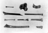 Fossil remains found at Vero