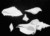 Exhibit of shell specimens