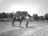 Man showing horse at fairgrounds