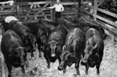 Cows behind the fence for gubernatorial candidate Fuller Warren