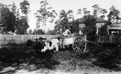 Three boys hauling sugarcane to the mill.