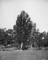 Stereoview of a woman sitting under a tree.
