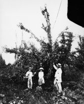 Men and children picking pears.