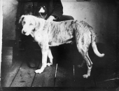 Dog next to a man in chair