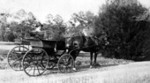 Marie Fleitman in horse-drawn wagon at Live Oak Plantation - Leon County, Florida