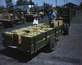 Future Farmers of America tomato crates loaded onto truck in Palmetto, Florida.