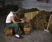 Greek-American sponge worker sorting and trimming sponges in Tarpon Springs, Florida.