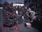 View showing men pruning camellia bushes.