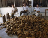 View showing Greek-American sponge workers trimming sponges in Tarpon Springs, Florida.