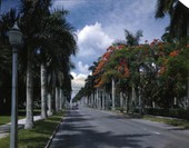 McGregor Blvd. lined with palm trees in Ft. Myers, Florida.