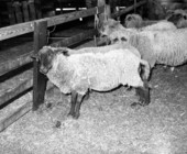 Sheep at Jasper Crowley's farm in Sarasota, Florida.