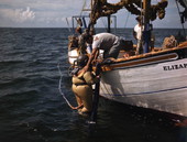 Sponge diver entering the water near Tarpon Springs, Florida.