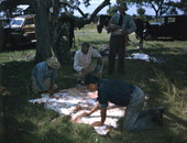 Seminoles rubbing salt into skin of barbecued calf to preserve it - Brighton Indian Reservation, Florida.