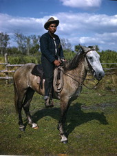 Seminole cowboy Big Charlie Osceola on a cow pony at the Brighton Indian Reservation.