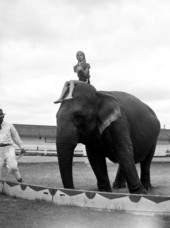 View showing a young woman sitting on top of an elephant at the Ringling Circus in Sarasota, Florida.