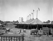 Tent going up at last showing of 1947 season - Sarasota, Florida.