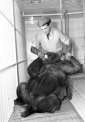 Ringling Circus gorilla Toto with her keeper Jose Tomas in Sarasota, Florida.