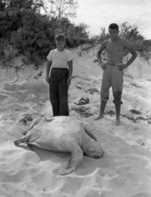 Photographer's son William Janney Steinmetz and friend Cope Garrett viewing a sea turtle carcass on the beach in Dry Tortugas.