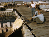 Workers hauling sea turtle out of holding kraal in Key West, Florida.