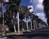 View showing Royal palm trees lining McGregor Blvd. in Ft. Myers, Florida.