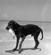 Dog with a fish in Naples, Florida.