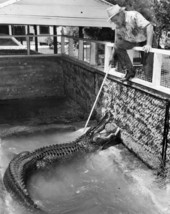 Texas Jim Mitchell with an alligator at his Sarasota Reptile Farm attraction.