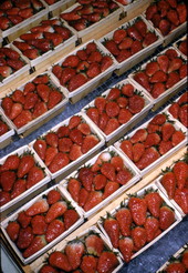 Containers of strawberries in Sarasota, Florida.