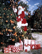 View showing Santa Claus picking oranges in Sarasota, Florida.