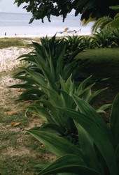 Unidentified green plants in Nassau, Bahamas.