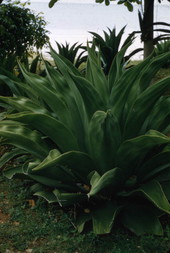 Close-up view of an unidentified green plant in Nassau, Bahamas.