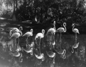 Flamingos at the Sarasota Jungle Gardens tourist attraction.