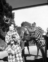 View showing Ringling Circus clown Charlie Bell and his pet fox terrier with a zebra and a camel.